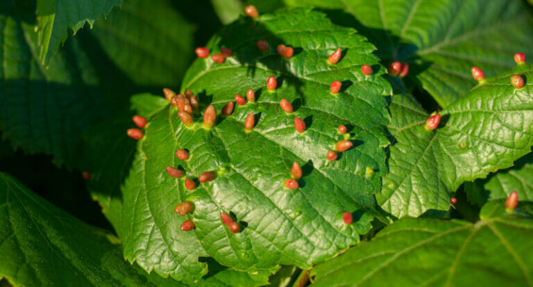 apricot tree leaves. galls of red color in the form of vertical bags, the site of infection from a bite of a linden gall mite