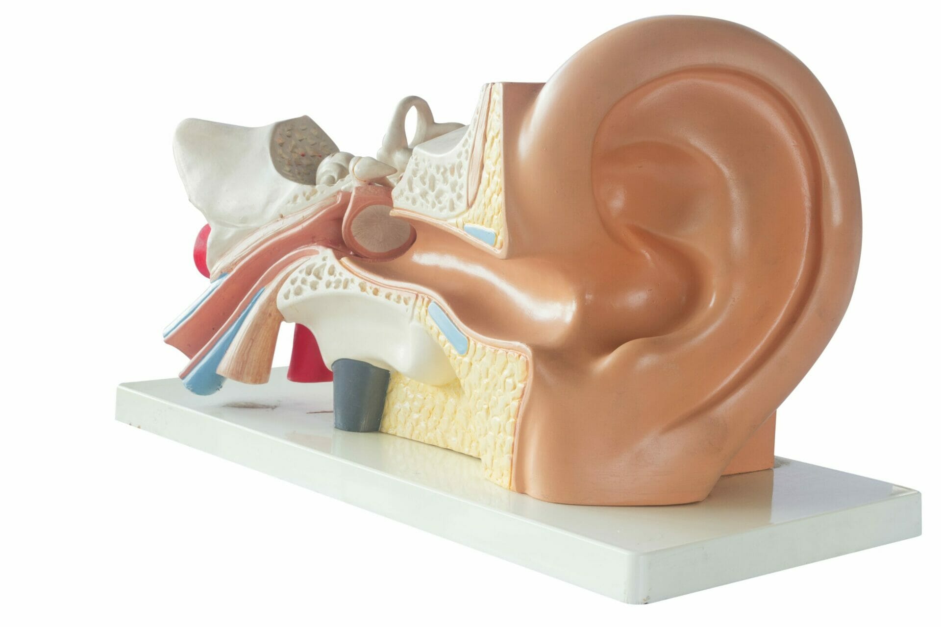 image showing the workings of the inner ear