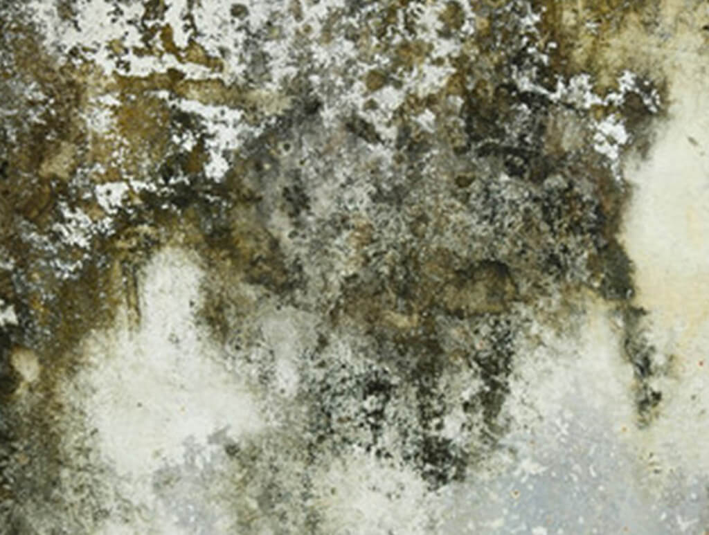 Mould growth on a wall due to a leak in the roof.