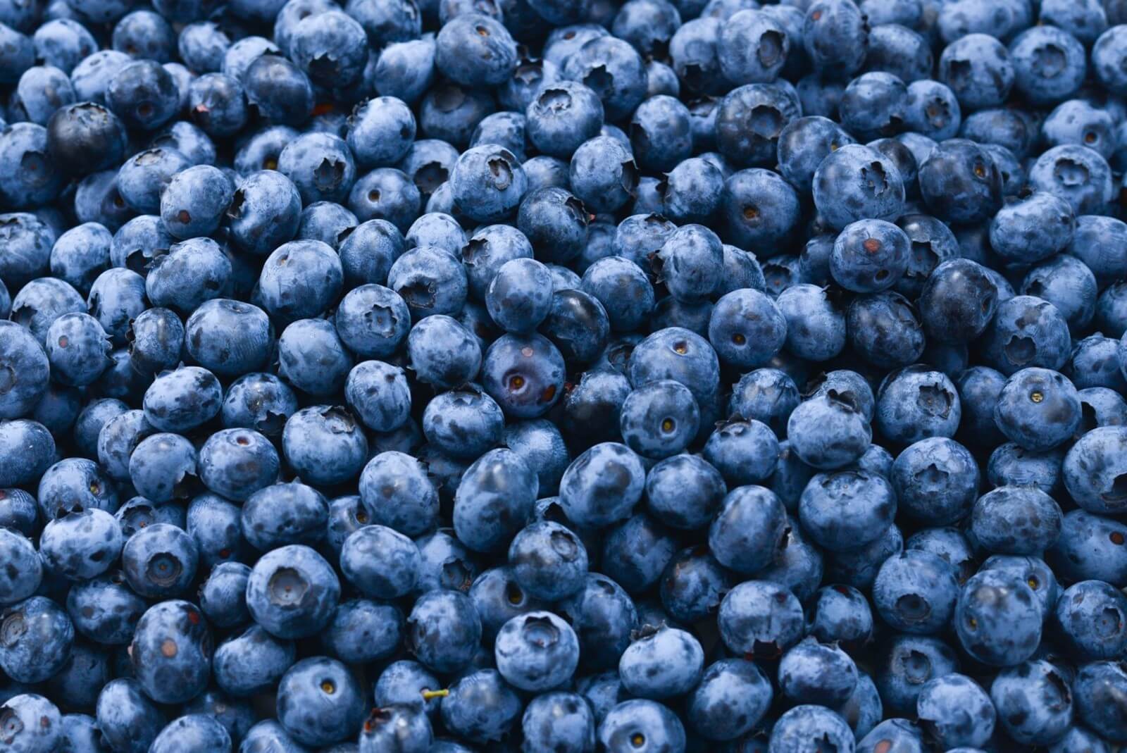 Fresh blueberries