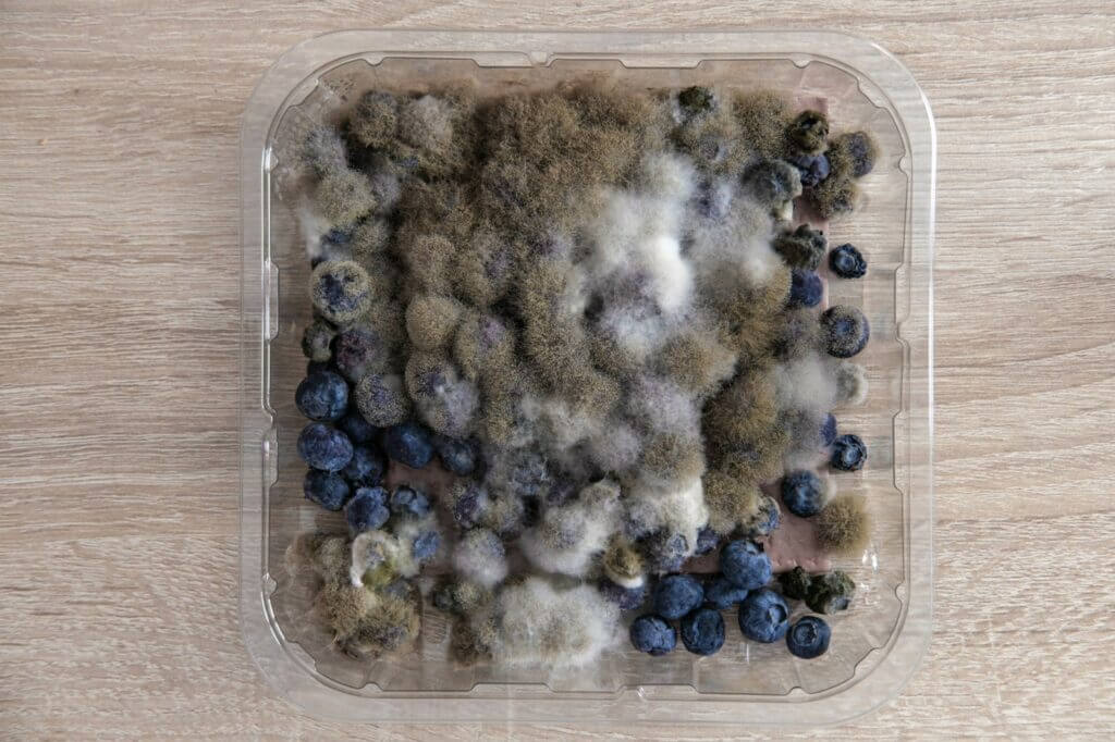 A punnet of mould covered blueberries