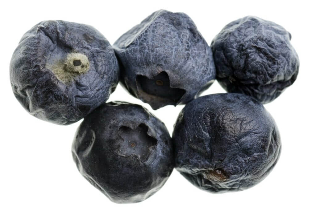 a handful of dehydrated blueberries