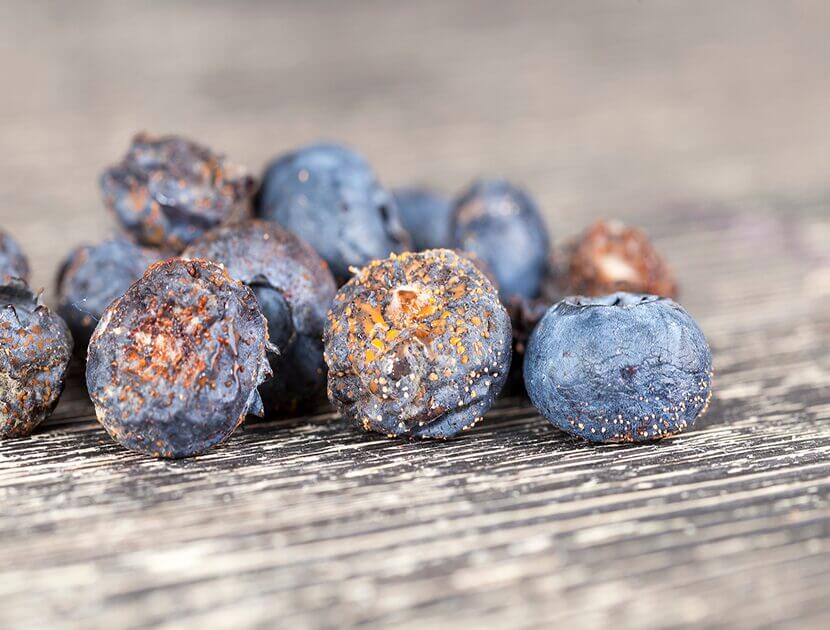 Mouldy blueberries